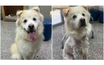 “Adottato per sette ore e riportato al rifugio con il pelo rasato. È una vergogna, ci sentiamo sconfitti”: la triste storia del cane Kuno