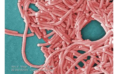 Allarme legionella, 108 casi e 5 morti a New York: “Tracce del batterio nelle torri di raffreddamento”