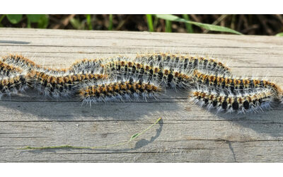 Allarme processionaria ecco perch questo insetto uno dei pericoli pi temibili dall edema alla necrosi ecco i rischi e il protocollo di prevenzione per i cani