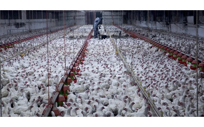 Allevamenti intensivi di polli: in Francia un altro colosso aderisce ai criteri europei più alti di benessere animale
