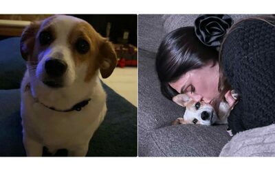 “Amorevole e discreta, ci mancherai da morire”: è morta Aspirina, la cagnolina di Ignazio Moser e Cecilia Rodriguez