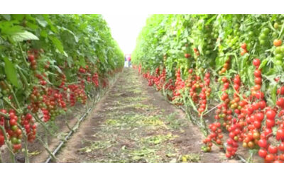 Anche a Pachino pi protetto il pomodoro Igp che i diritti dei lavoratori migranti