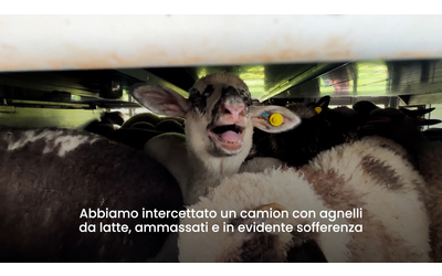 Animali morti, ammassati e senza acqua: così gli ovini arrivano in Italia per Pasqua. Le immagini