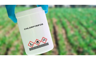 “Anomalie cerebrali e nello sviluppo motorio dei bambini esposti a questo insetticida”: l’allarme nel nuovo studio della Columbia University