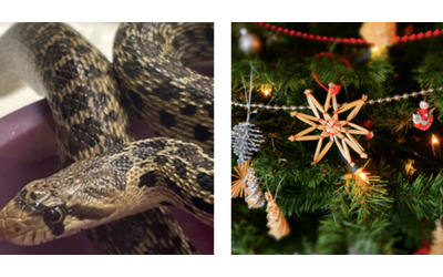 Apre un imballaggio con dentro un albero di Natale e spunta anche un serpente gopher lungo 60 centimetri