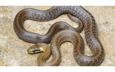 “Attenzione, controllate bene le vostre case: c’è un’invasione di serpenti giganti lunghi fino a 2 metri”: scatta l’allarme nel Regno Unito