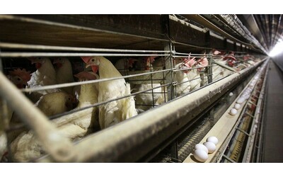 Aviaria aumentano i focolai al Nord Aziende agricole sequestrate e smaltimento di uova nel Varesotto abbattimenti nell Alto Mantovano