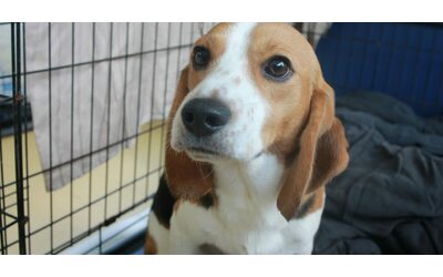 “Beagle uccisi anziché curati e nutriti con cibo pieno di vermi e feci”: 4000 cani salvati dall’allevamento-lager. Multa record da 35 milioni di dollari