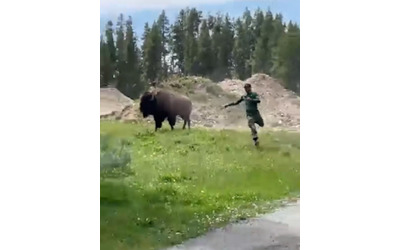 Benvenuti tra gli idioti turista si avvicina per dare da mangiare ad un bisonte l animale si infuria e lo carica Il testimone Credeva di essere allo zoo
