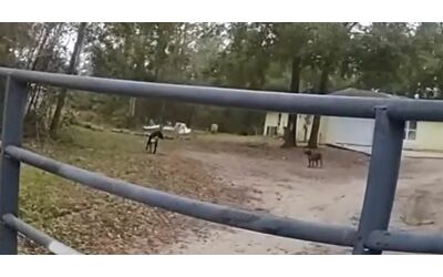 Bimbo di 8 anni brutalmente ucciso da due cani randagi: si era fermato per accarezzarli. Il dolore della madre: “Non dimenticherò l’immagine di mio figlio sbranato”