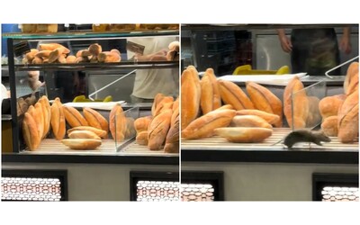 “C’è un topo nella vetrina del panettiere, sembra Remy di Ratatouille”: ratto scorrazza...