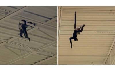 “C’è una scimmia con un pannolino che si è arrampicata alle travi del soffitto”: il video diventa virale