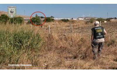 Cacciano lungo la linea ferroviaria attiva, il video delle doppiette che scappano all’alt del Wwf nel Nisseno: “Grave pericolo”