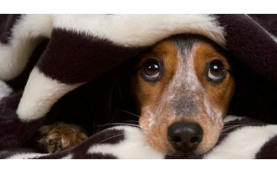 Cagnolina scappa da casa impaurita dai botti di Capodanno poi la tragedia. Il padrone disperato: “L’ho trovata vicino casa sul ciglio della strada morto”