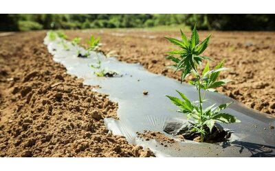 Canapa, il governo chiude il sito di un’azienda per un olio (senza Thc) destinato agli animali: “Sull’orlo del fallimento, chiederemo i danni”