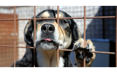 “Cane trovato morto con un colpo alla testa dentro una valigia”: macabro ritrovamento a Messina. Il sindaco: “È un gesto disumato e crudele”, taglia da mille euro