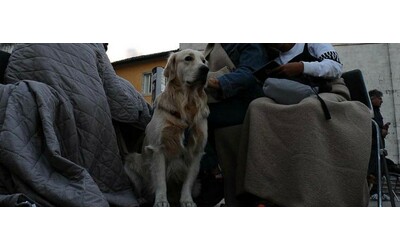 “Cani, gatti, e persino una gallina: in quella casa c’erano 80 animali che vivevano tra feci e sporcizia”: l’orrore raccontato dalla polizia
