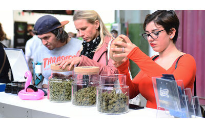 Cannabis light, il Consiglio di Stato rinvia alla Corte di giustizia Ue il bando al fiore. Associazioni: “Alt ai sequestri”