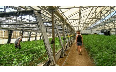 Cannabis light, la ghigliottina del dl sicurezza sulla fiera a Bologna: 100 imprenditori sfidano il governo Meloni