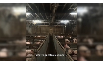 Carcasse di maiali e ratti negli allevamenti intensivi del politico olandese: l’inchiesta di Food for Profit