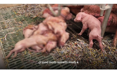 Carcasse e liquami nel fiume, la nuova inchiesta di Food for Profit negli allevamenti intensivi in Portogallo