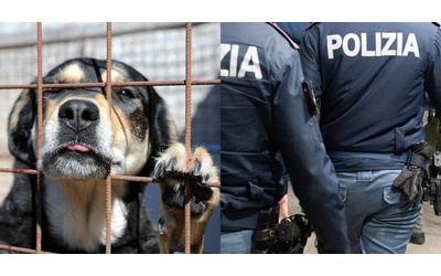 Chiude gli animali domestici nel bagno di casa sua la polizia denuncia l uomo e salva i cuccioli dal degrado