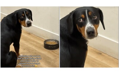 “Ci siamo dimenticati di dargli il comando e lui è rimasto lì così”: il video del cane immobile per 10 minuti davanti alla ciotola è virale