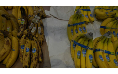 Colombia, condanna storica per sette ex dirigenti di Chiquita: “Hanno finanziato i paramilitari delle Auc”