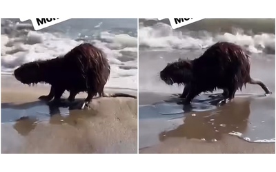 “Cosa ci fa una nutria sulla spiaggia di Mondragone? Diamogli una botta in testa, scaviamo un fosso e seppelliamola”: il video virale su TikTok scatena l’indignazione