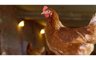 Cosa pensano i polli ecco lo studio sulla specie domestica sovrappopolata e sfruttata e il bucero asiatico in via d estinzione