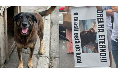 Crudelt senza fine torturano e uccidono l anziano cane randagio Orelha quattro adolescenti accusati di maltrattamenti Il caso diventa virale sui social