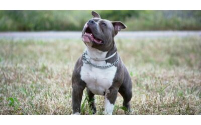 Dà una carezza al suo pitbull che dorme: 29enne azzannato al braccio e al volto. Necessari 80 punti di sutura