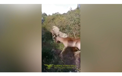 Daino intrappolato nel fino spinato al confine col poligono: il salvataggio in Sardegna