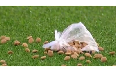 Dal lancio di  cibo  per  cani  alla promessa di un kg di pasta  i metodi    culinari    per tornare alla vittoria   Domeniche Bestiali