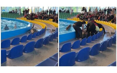 Delfino si lancia fuori dalla piscina e inizia a contorcersi sul pavimento di fronte ai bambini: “Soffre per esser rinchiuso in cattività”