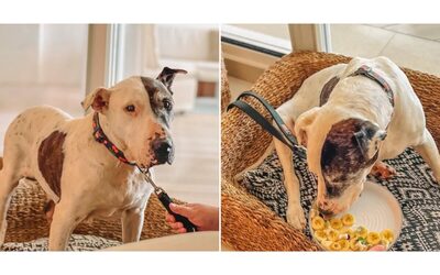 “Dieci anni in un canile, poi la sua vita è cambiata per sempre grazie a un hotel di lusso”: l’incredibile storia del cane Thor, da randagio a ospite ‘vip’