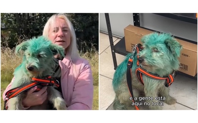 “Dipinto di verde con uno spray tossico per chiedere elemosina”: cagnolino salvato in extremis dagli animalisti, indagato il proprietario