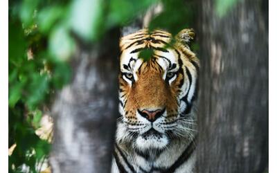 “Donateci i vostri animali vivi per nutrire leoni e tigri. Vanno bene polli, conigli e porcellini d’India”: la richiesta dello Zoo di Aalborg scatena polemiche