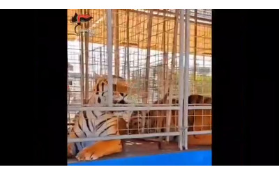 Due leoni e due tigri detenuti illegalmente, sequestro in un circo nel Brindisino: il video dei carabinieri
