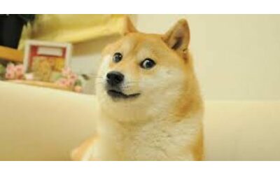 E’ morta Kabosu, la cagnolina star del web che ha ispirato il meme “Doge” e Dogecoin