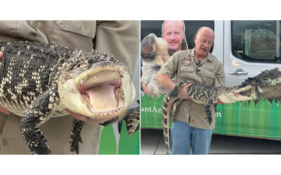 Era in condizioni orribili non so come sia vivo Mamma trova un alligatore nella stanza di suo figlio