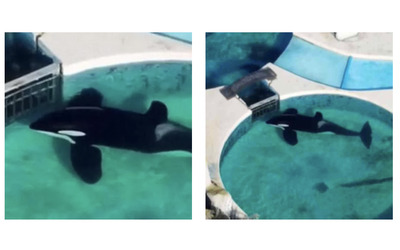 Era solo viveva in una vasca troppo piccola con acqua bassa e sporca morto per arresto cardiocircolatorio Kshamenk orca maschio da 33 anni in cattivit