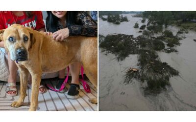 “Ero molto preoccupata perché è anziana e cieca. Ora è a casa e gioca in giardino”: cagnolina ritrovata dopo 33 giorni grazie all’Intelligenza Artificiale