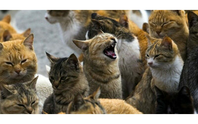 “Gatti randagi ammazzati a fucilate e bastonate, intere cucciolate buttate nella spazzatura”: l’orrore e l’allarme dei veterinari del bresciano