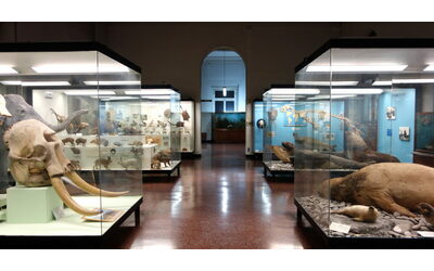 Genova Museo di Storia Naturale chiuso per lavori riaprir forse nel 2030