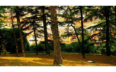 Giornata nazionale degli Alberi l esperto Bencivenni Sostituire e ripiantare in citt diventato un business fa male alle casse pubbliche e all ambiente