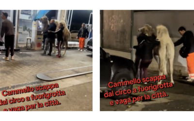 Giovane cammello scappa dal circo e vaga per la città. Ritrovato dai proprietari del circo, viene riportato nel suo recinto dove muore 24 ore dopo: “Ha pagato con la vita”