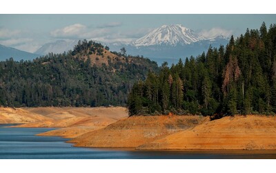Gli alberi ci possono salvare dal riscaldamento globale? Se perdiamo le foreste perdiamo tutto