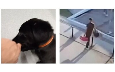 Gli dicono che non può portare il suo cane, lo abbandona in aeroporto e parte: la storia e il video del cucciolo Zurich