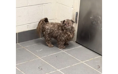 Gli hanno rasato solo la testa Non potevo credere a quanto sembrasse ridicolo la storia di Bob il cane dal look improponibile diventato virale sui social